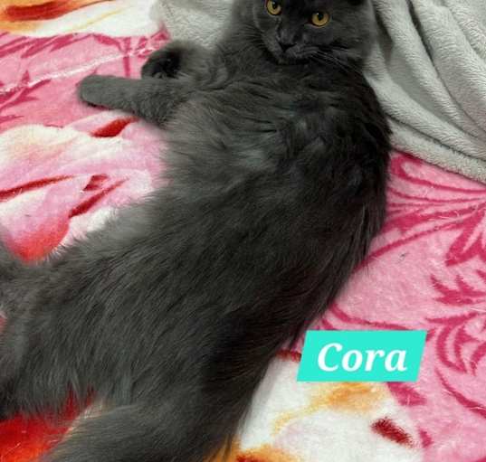 Photo of Cora