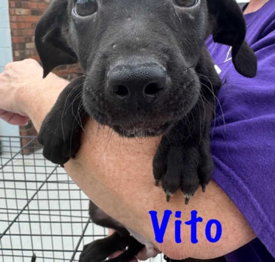 Photo of Vito