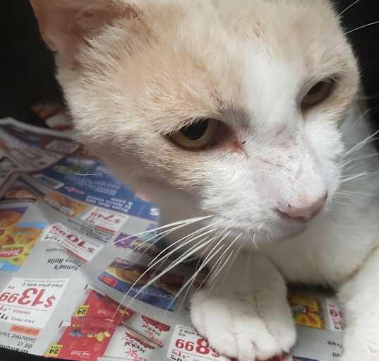Photo of Mango