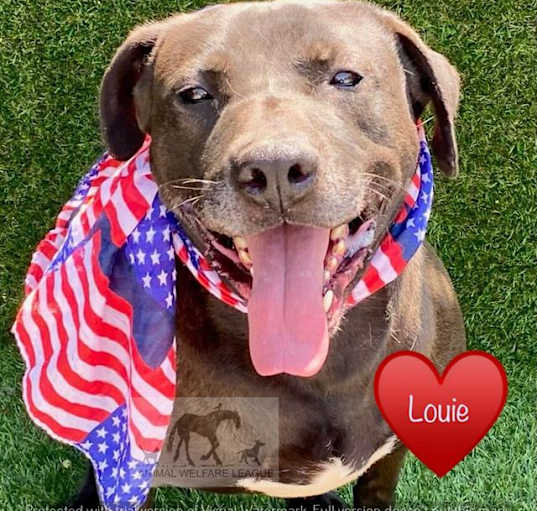 Photo of LOUIE