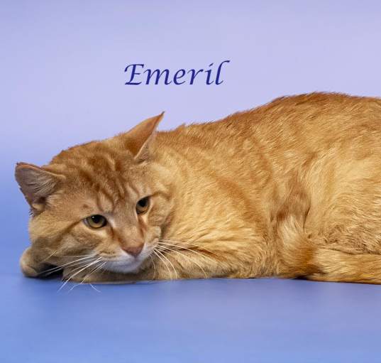 Photo of Emeril (C24-120)