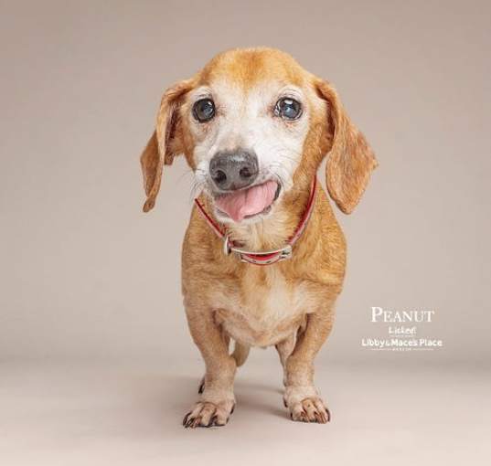 Photo of Peanut