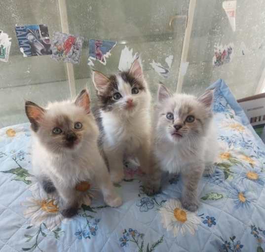 Photo of 3 kittens