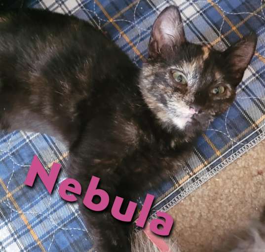 Photo of Nebula