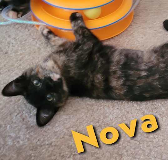 Photo of Nova