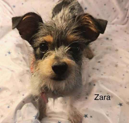 Photo of Zara