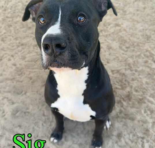 Photo of Sig
