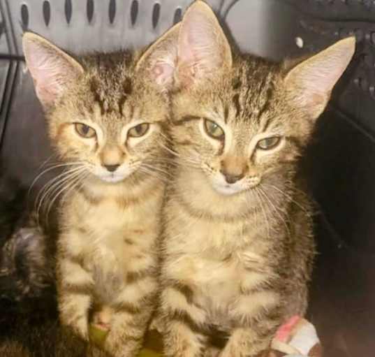 Photo of Merlin & Murphy