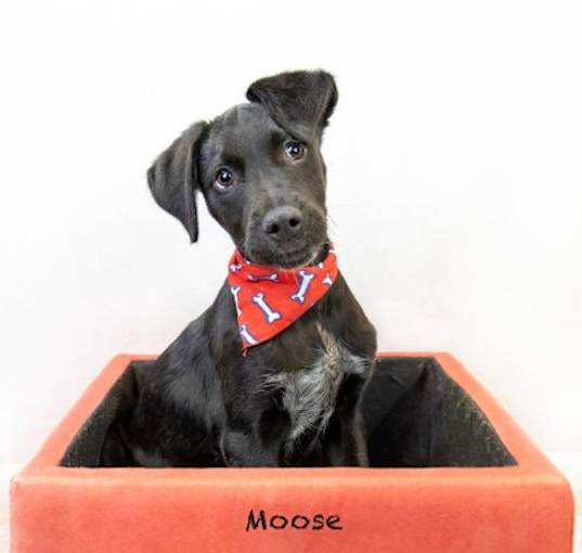 Photo of Moose