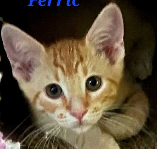 Photo of Ferric