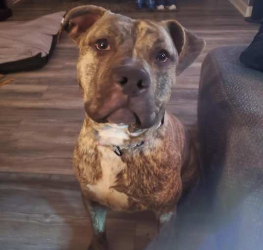 Photo of Lucky