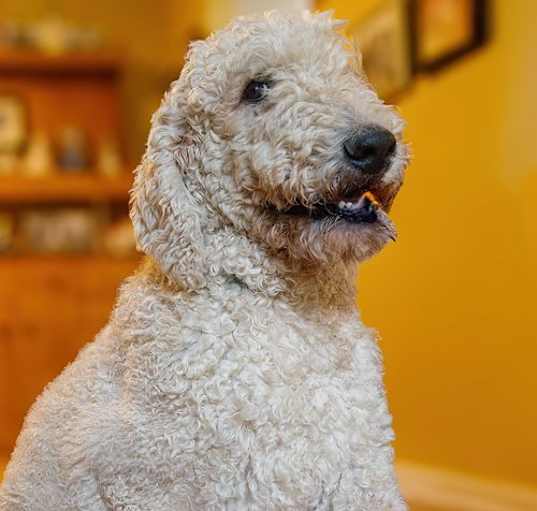 Photo of Willow 1315