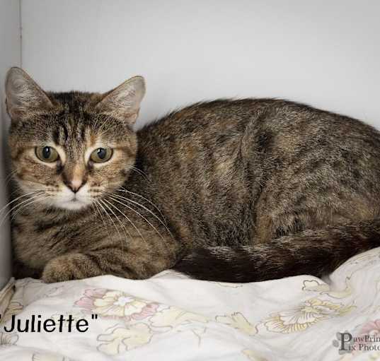 Photo of Juliette