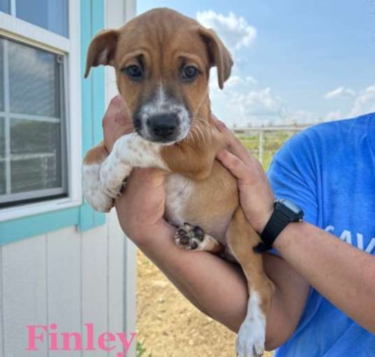 Photo of Finley