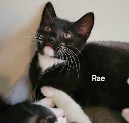 Photo of Rae