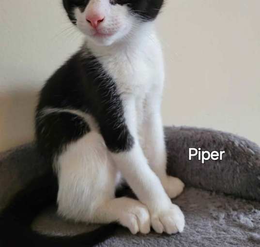 Photo of Piper