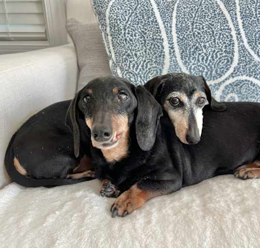 Photo of Charlie and Ruby, bonded pair