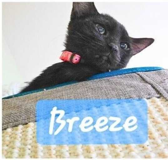 Photo of Breeze - Weather Litter