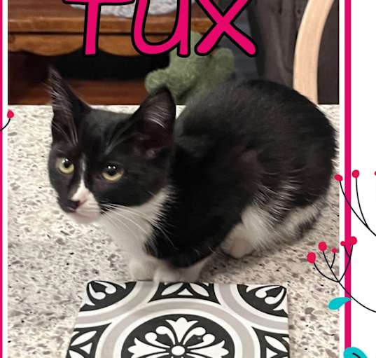 Photo of Tux-COURTESY LISTING