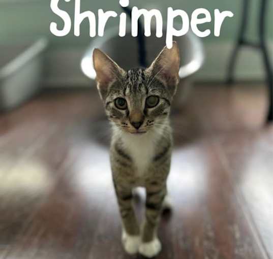 Photo of Shrimper