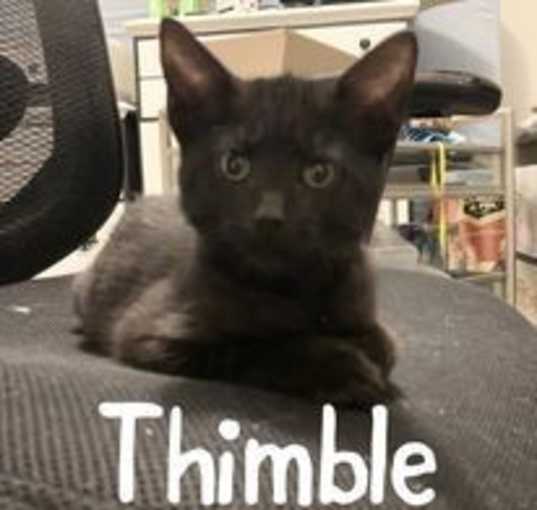 Photo of Thimble