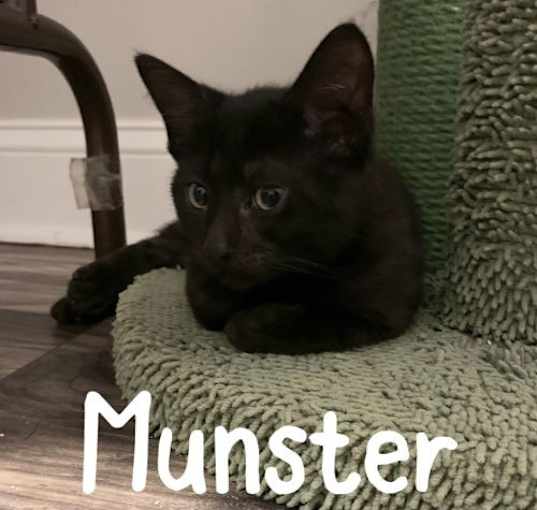 Photo of Munster