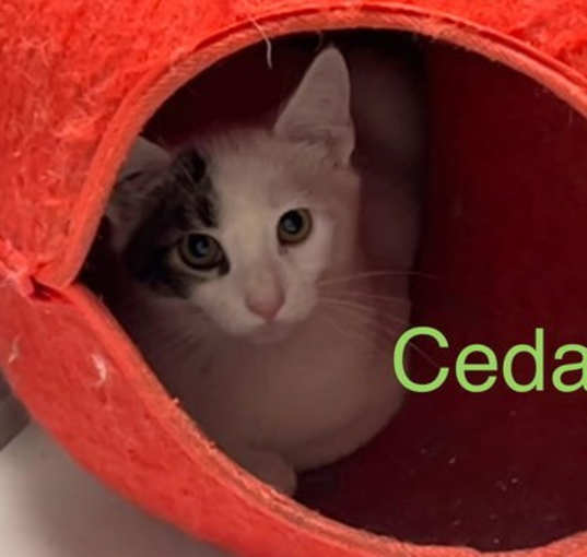 Photo of Cedar