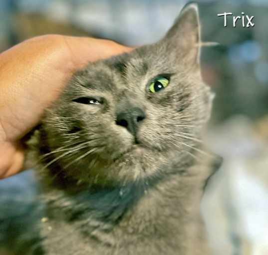 Photo of Trix