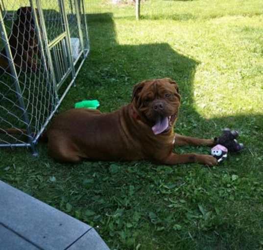 Photo of Astro