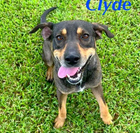 Photo of CLYDE