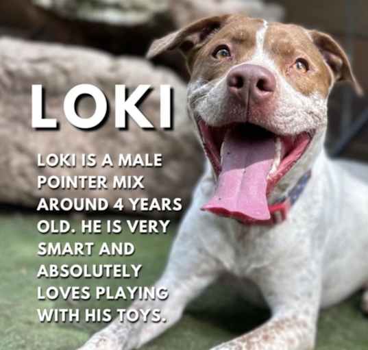 Photo of Loki