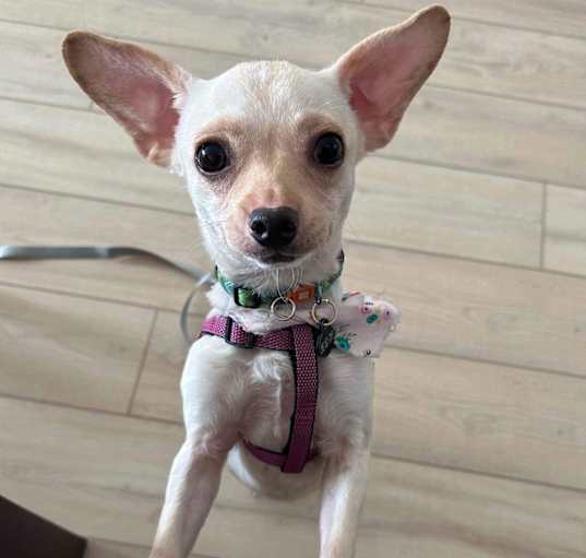 Photo of Tofu - Adoption Pending