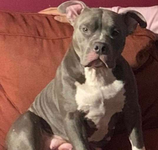 Photo of Pebbles (the dog) - In Foster