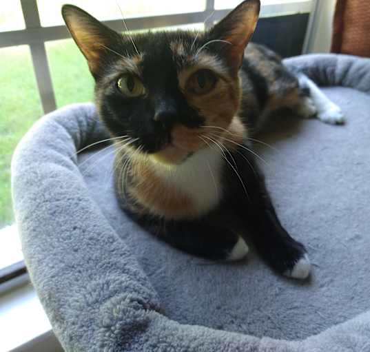 Photo of Zena the precious Calico