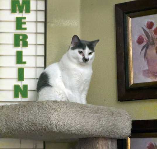 Photo of Merlin