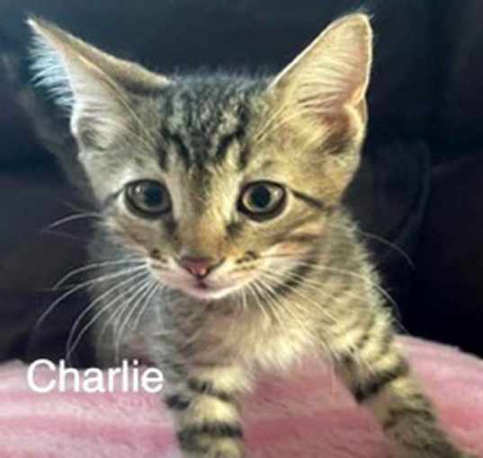 Photo of KITTEN CHARLIE GRAY