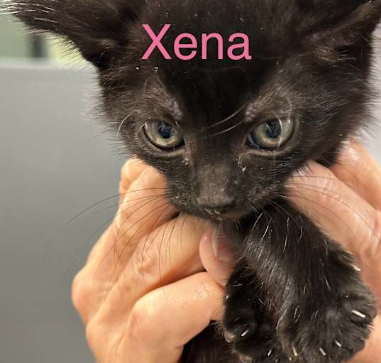 Photo of Xena