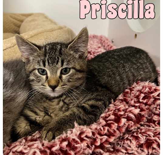 Photo of Priscilla - NN