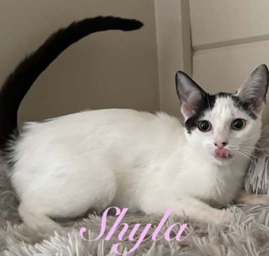 Photo of Shyla