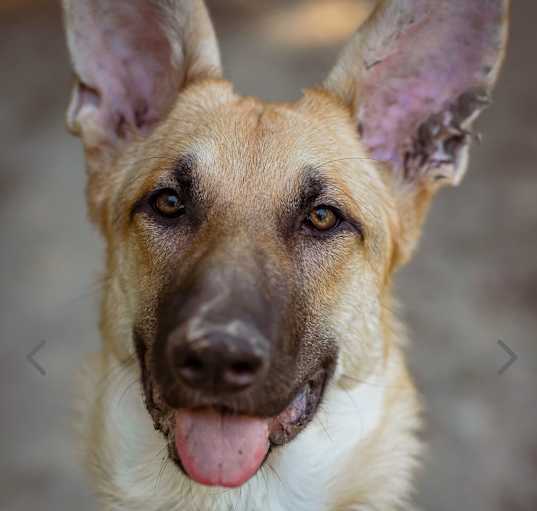 Photo of Bruno