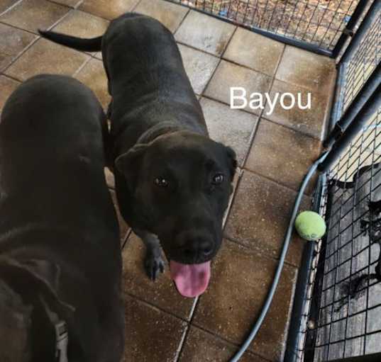 Photo of Bayou