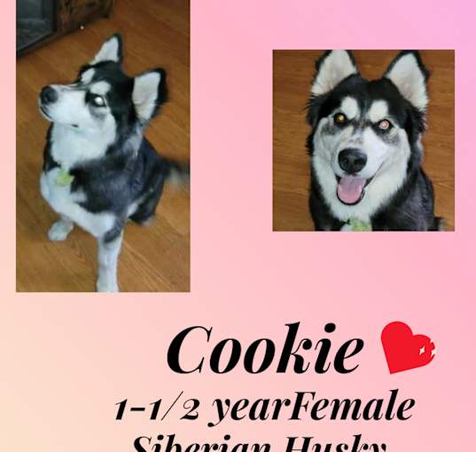 Photo of COOKIE –1-1/2 YEAR FEM SIBERIA