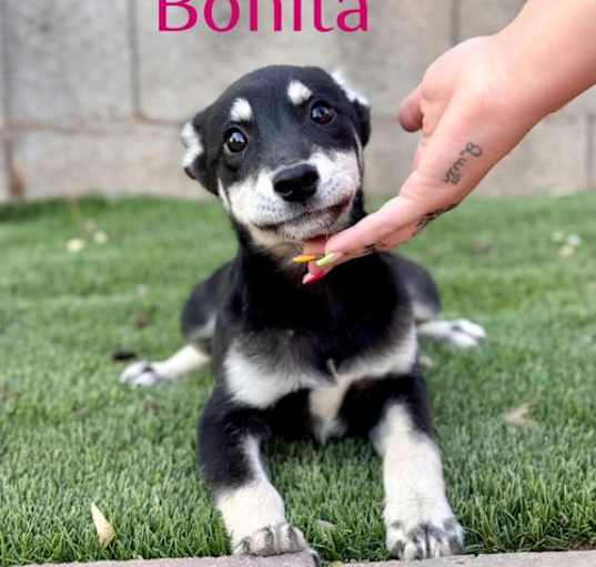 Photo of Bonita