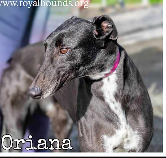 Photo of Oriana