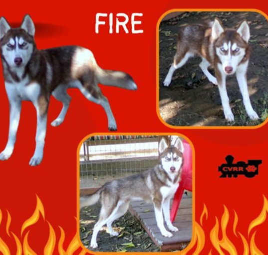 Photo of Fire (Puppy)