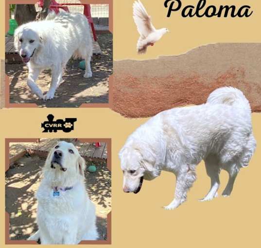 Photo of Paloma (Ritzy)