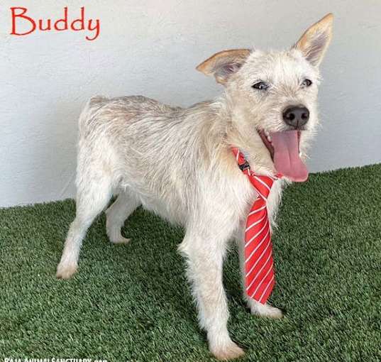 Photo of Buddy