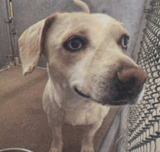 Photo of Ivy (A109851)