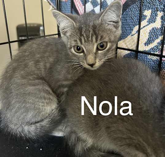 Photo of Nola