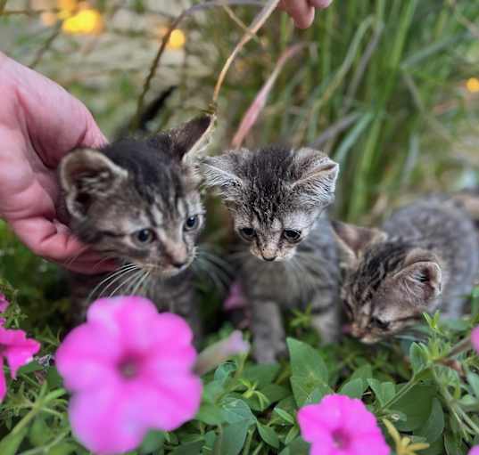 Photo of Alfredo, Cannoli & Meatball